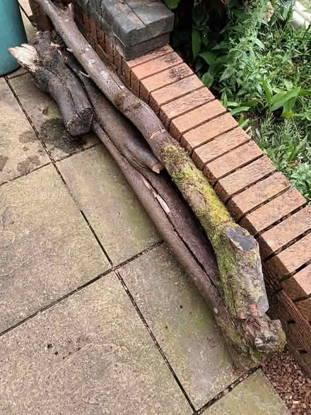 Photo of free 2 long logs tree trunk firewood (Hednesford WS12) #1