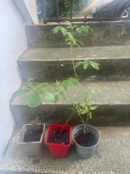 Photo of free 3 baby plants (Se114sp) #1
