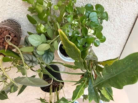 Photo of free indoor plants/cuttings (Pleasant hill) #2