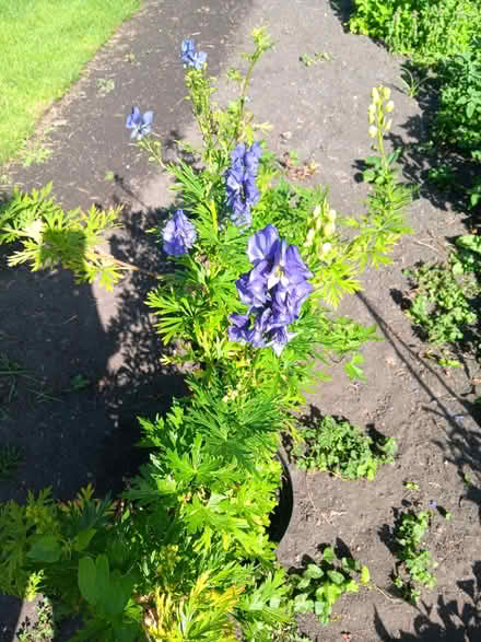 Photo of free Purple Monkshood Plants x 3 (Ticknall DE73) #1