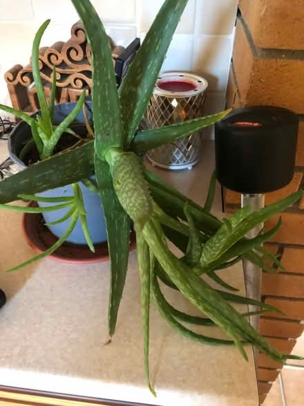 Photo of free House plants (North Bretton PE3) #2