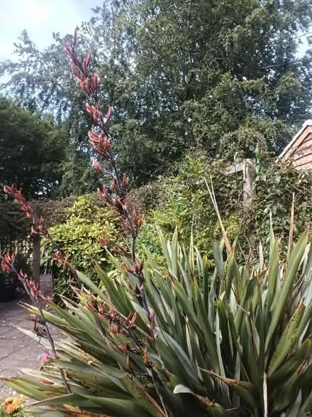 Photo of free Young plants (University of Bath BA2) #2