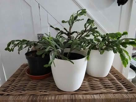 Photo of free Christmas cactus x4 (KT22 Leatherhead) #2