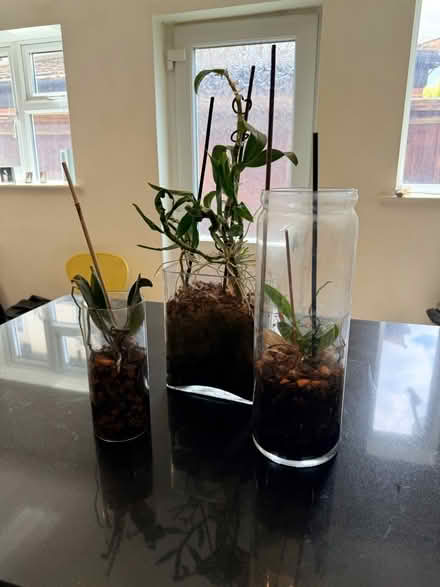 Photo of free Three orchid plants (Norbiton KT3) #1