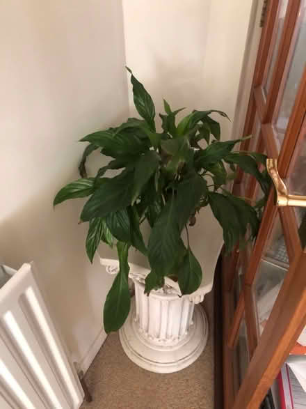 Photo of free House plants (North Bretton PE3) #3