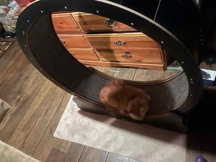 Photo of free Cat exercise wheel (New Fairfield Squantz Pond) #1