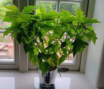 Photo of free White Poinsettia House Plant (Ticknall DE73) #1