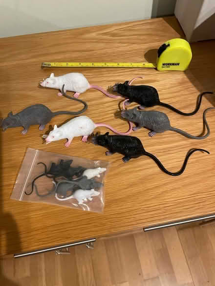 Photo of free Toy plastic rats (Chessington KT9) #1