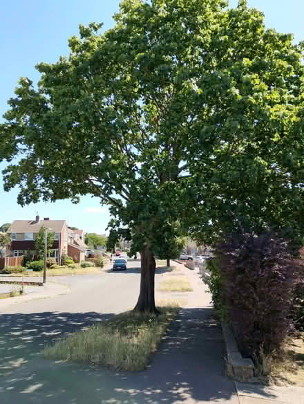 Photo of free Baby Sycamore Sapling. (Parson's Heath CO4) #4