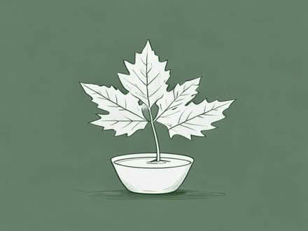 Photo of japanese acer/maple plant (Gibraltar HP18) #1