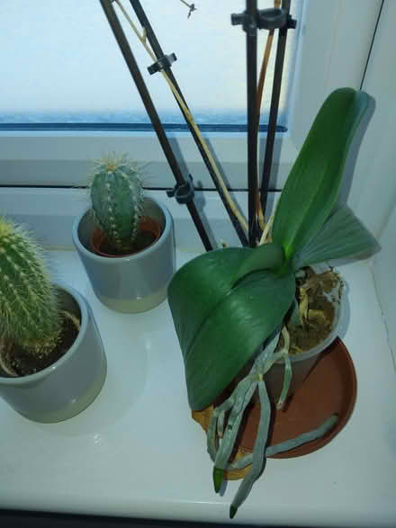 Photo of free Someone with green thumbs. (Burton Upon Trent DE15) #1
