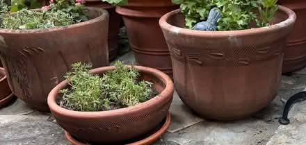 Photo of Clay planters (San Antonio x El Camino) #1
