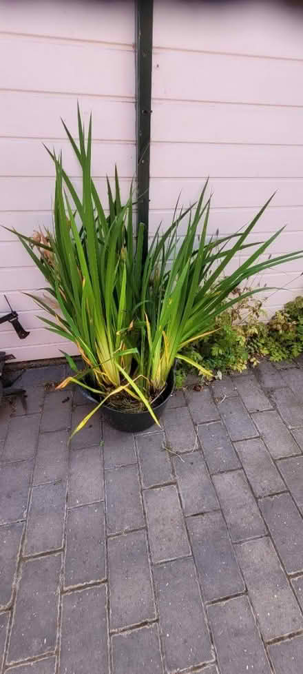 Photo of free Pond plants #2 (Wingerworth S42) #1