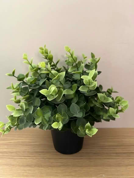 Photo of Ikea fake plants (Maidstone ME14) #1