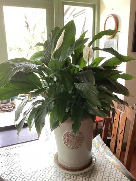 Photo of free Peace Lily (Pembridge HR6) #1