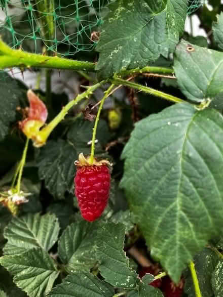 Photo of free Tayberry seedling (Craigleith EH4) #2