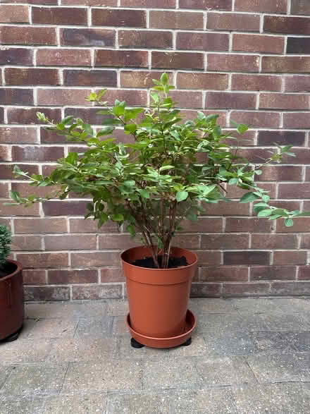 Photo of free Garden Plant (Toton NG9) #3