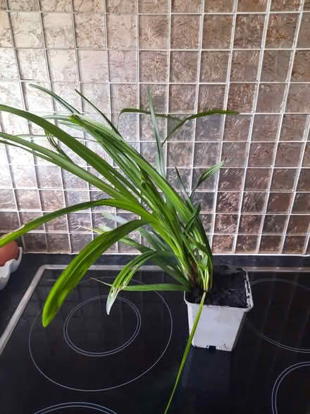 Photo of free Cutting of Lirope (Morden SM4) #2