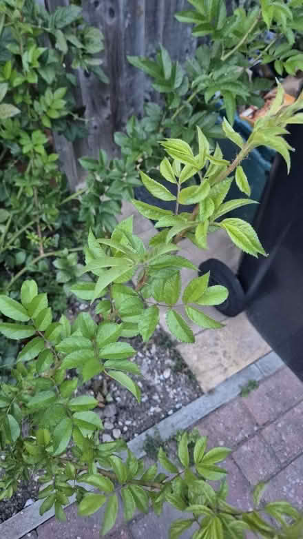 Photo of Rose plant if any (RG14) #1