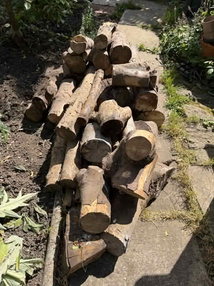 Photo of free Seasoned sycamore wood (Hanwell) #1
