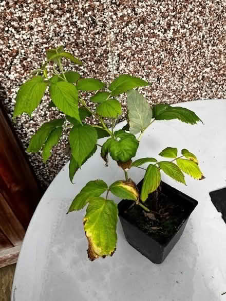 Photo of free Tayberry seedling (Craigleith EH4) #1