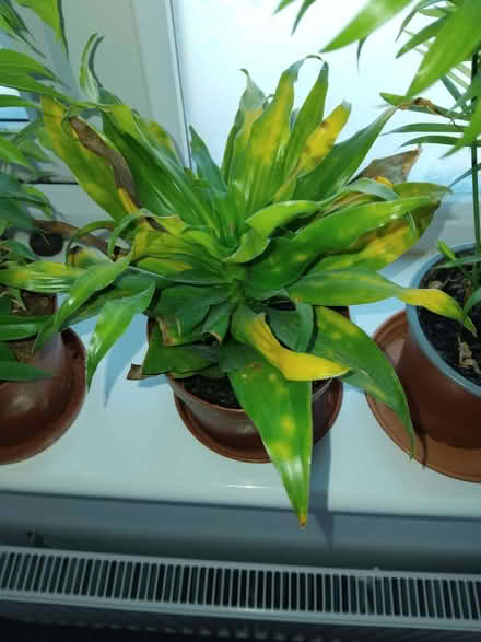 Photo of free Someone with green thumbs. (Burton Upon Trent DE15) #2