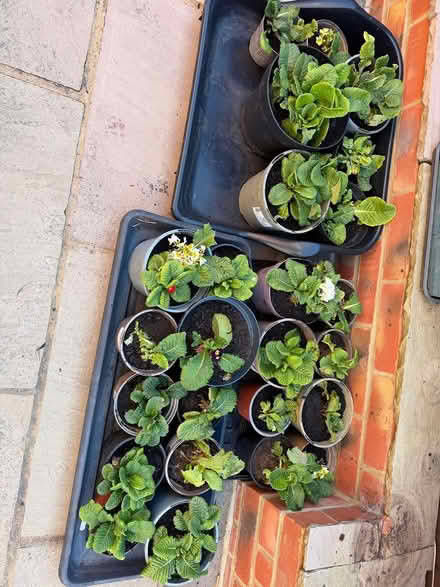 Photo of free Primula plants (South Harting) #1