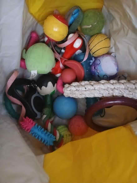 Photo of free Dog toys (Canford Heath, BH17 8) #1