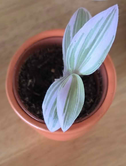 Photo of free Houseplant cuttings (Broadstairs CT10) #2