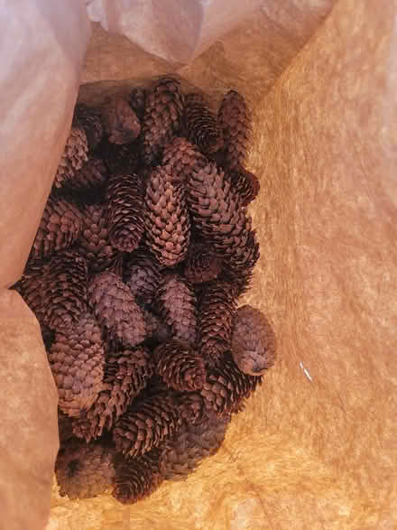 Photo of free Pine cones (kiz 7p3) #1