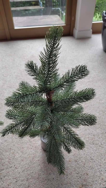 Photo of free Small Christmas trees (Torbrex FK8) #3