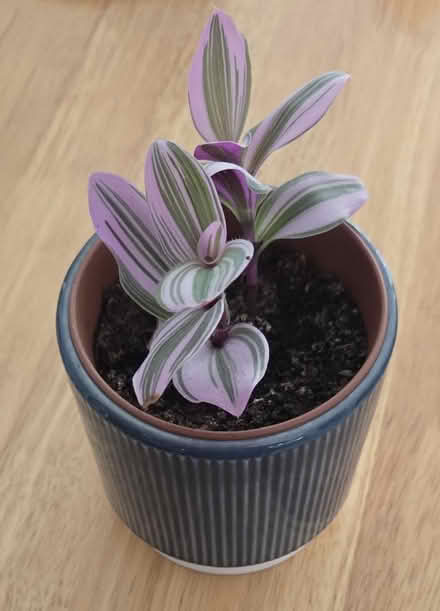 Photo of free Houseplant cuttings (Broadstairs CT10) #3