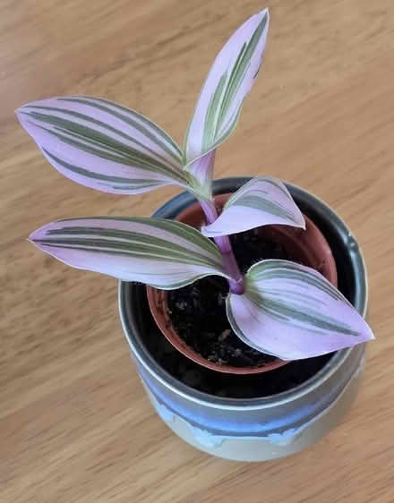 Photo of free Houseplant cuttings (Broadstairs CT10) #1