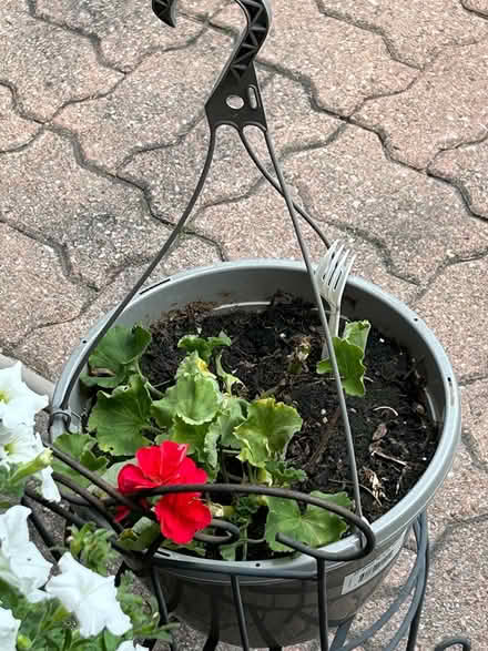 Photo of free Geranium Hanging Plant (Erin Mills) #1