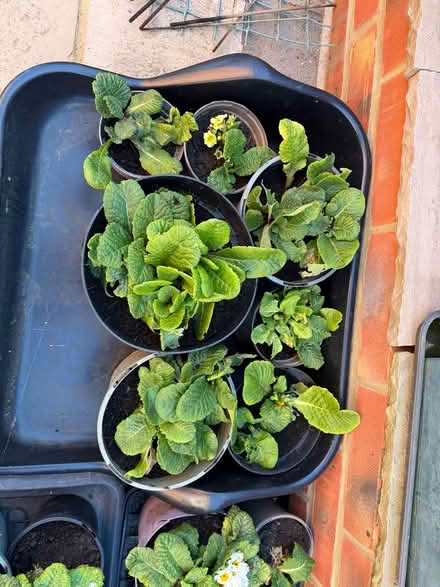 Photo of free Primula plants (South Harting) #2