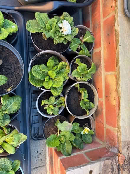 Photo of free Primula plants (South Harting) #3