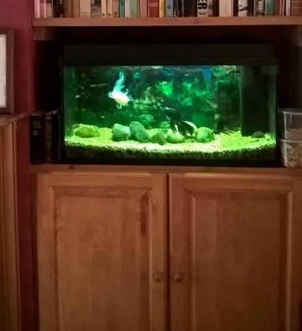 Photo of free Juwel Aquarium (Bexhill TN39) #2