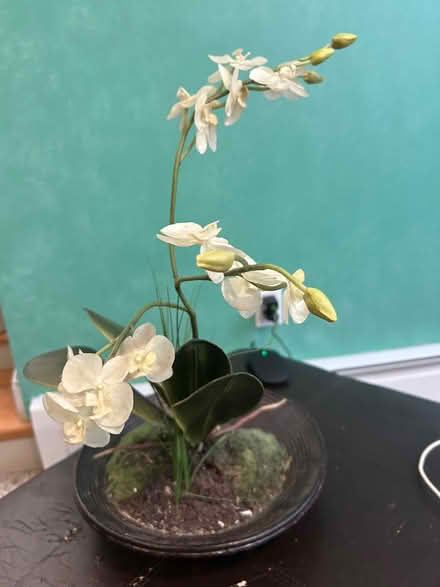 Photo of free Fake orchid (Lexington MA) #1