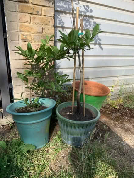 Photo of free Potted plants (Hampton Hill) #1