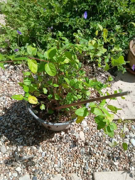 Photo of free Small Japanese honeysuckle (St Leonards TN38) #1