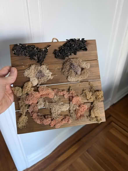 Photo of free Weird moss art (Journal Square) #1