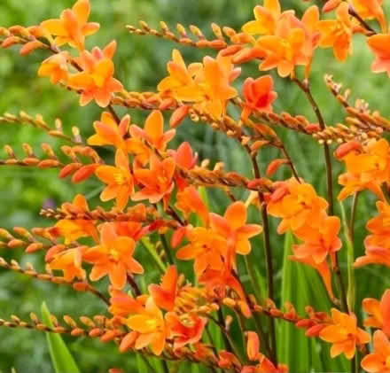 Photo of free Serums, crocosmias and sisyrinchium (Oldends Farm GL10) #2