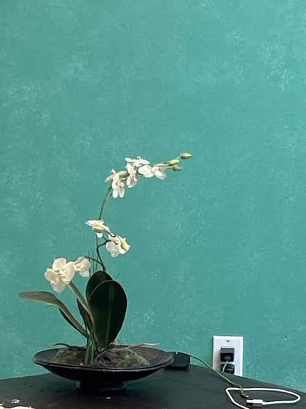 Photo of free Fake orchid (Lexington MA) #2