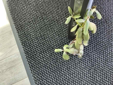 Photo of free Small money plant (Bathampton BA2) #1