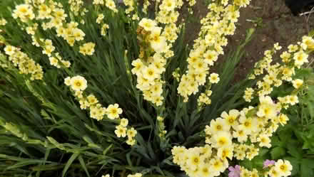 Photo of free Serums, crocosmias and sisyrinchium (Oldends Farm GL10) #3