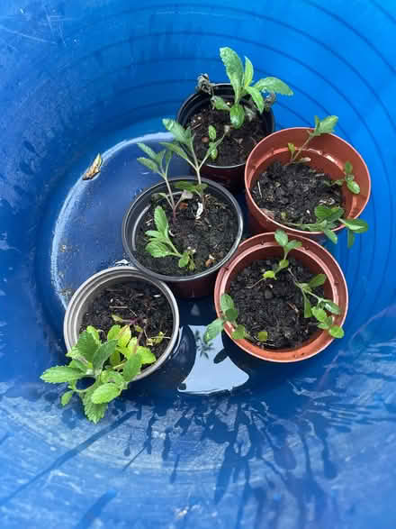 Photo of free Verbena bonarianensis seedlings (New Marston OX3) #1