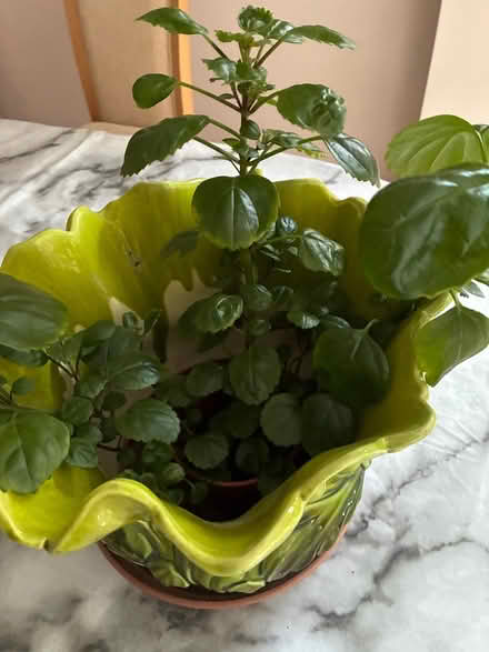 Photo of free Swedish ivy (Ashton-on-Ribble PR2) #1