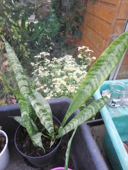 Photo of free Mother in law's tongue houseplant (Killamarsh S21) #1