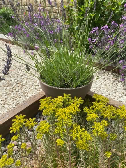 Photo of free Yellow sedums (Cainscross GL5) #1