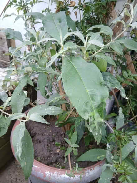 Photo of free Small Budleigh bush 18inches (St Leonards TN38) #1